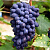 Виноград КОДРЯНКА в Таразе