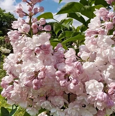 Сирень КРАСАВИЦА МОСКВЫ (привитая) в Таразе