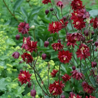 Аквилегия РУБИ ПОРТ обыкновенная в Таразе