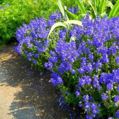 Вероника РОЯЛ БЛЮ большая в Таразе