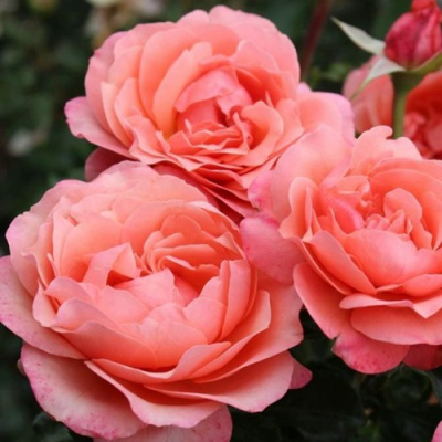 Роза КОРАЛ ЛИОНС РОУЗ флорибунда в Таразе