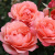 Роза КОРАЛ ЛИОНС РОУЗ флорибунда в Таразе