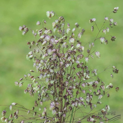 Трясунка средняя в Таразе