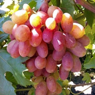 Виноград ПРЕОБРАЖЕНИЕ в Таразе