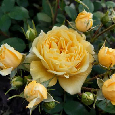 Роза флорибунда в Таразе