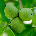 Орехи в Таразе