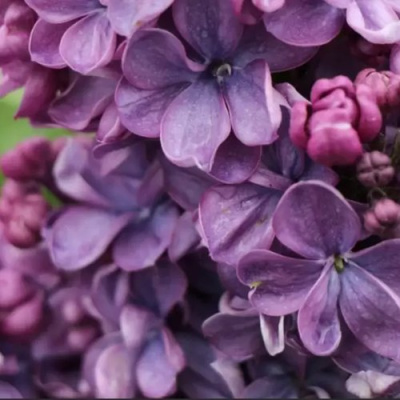 Сирень ВИОЛЕТТА в Таразе