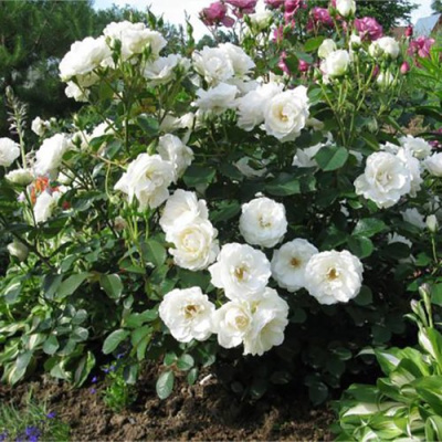 Роза АЛАБАСТЕР флорибунда в Таразе