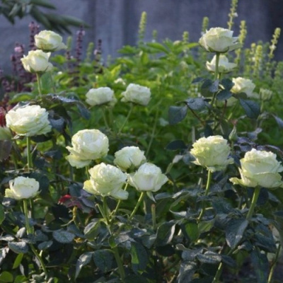 Роза ВАКАНА японская в Таразе