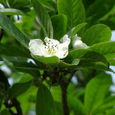 МУШМУЛА  в Таразе