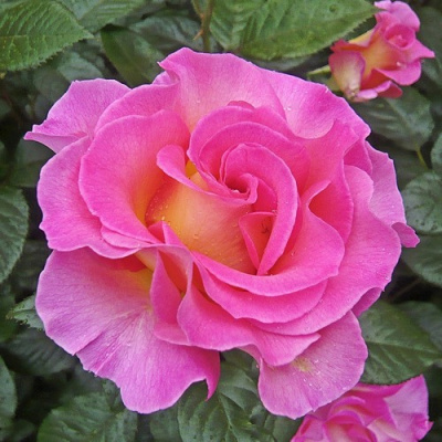 Роза ПИНК ПАРАДАЙЗ чайно-гибридная в Таразе