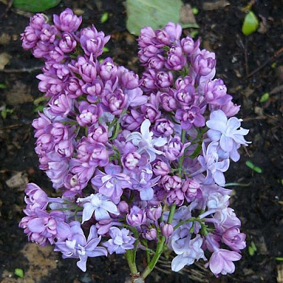 Сирень НАДЕЖДА в Таразе