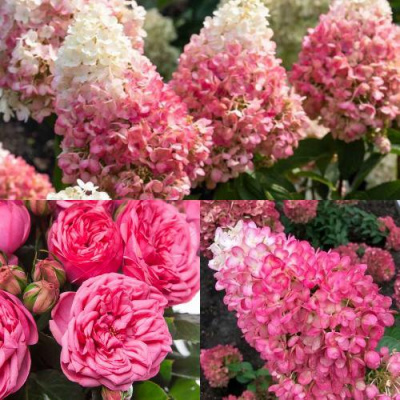 Комплект МАЛИНОВЫЙ ДЕСЕРТ в Таразе