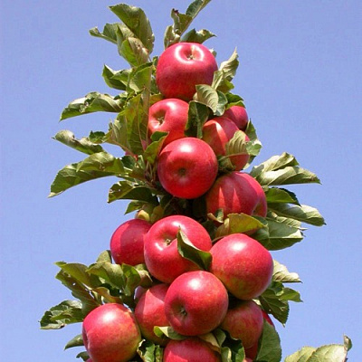 Яблоня СОЗВЕЗДИЕ колонновидная в Таразе