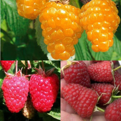 Комплект ЗОЛОТАЯ МАЛИНА в Таразе