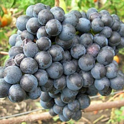 Виноград ПАМЯТИ ДОМБКОВСКОЙ в Таразе