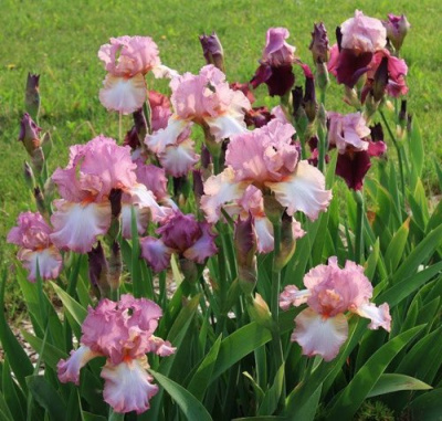 Ирис БЛАШИНГ ПИНК бородатый в Таразе