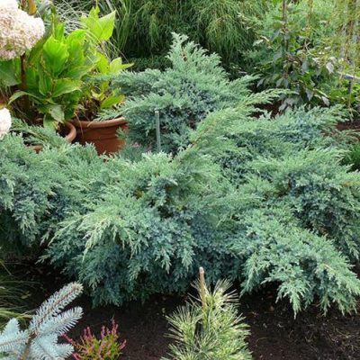 Можжевельник БЛЮ ШВЕД (СВИД) чешуйчатый в Таразе