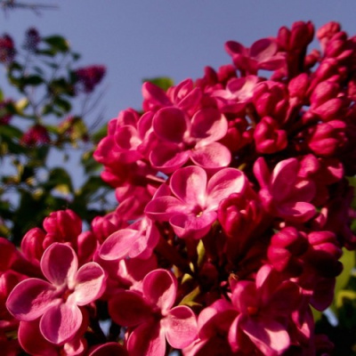 Сирень КРАСНАЯ МОСКВА в Таразе