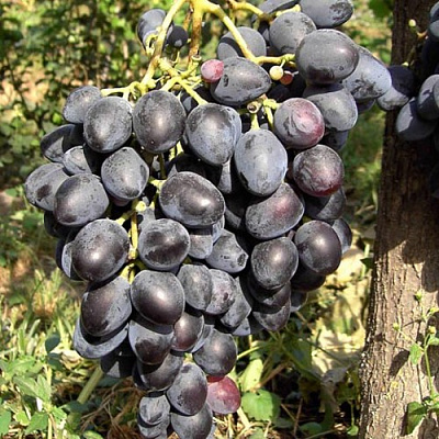 Виноград НАДЕЖДА АЗОС в Таразе