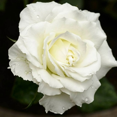 Роза МОНДИАЛЬ чайно-гибридная в Таразе