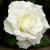Роза МОНДИАЛЬ чайно-гибридная в Таразе