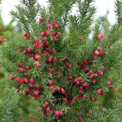 Тис ХИКСИ средний в Таразе