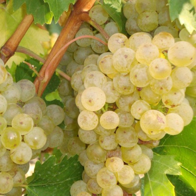 Виноград РИТОН в Таразе