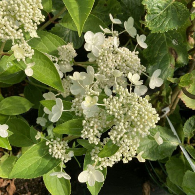 Гортензия ПРИМ ВАЙТ метельчатая в Таразе