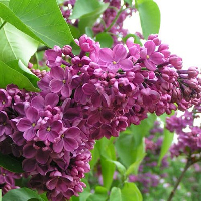 Сирень ДЕНЬ ПОБЕДЫ в Таразе