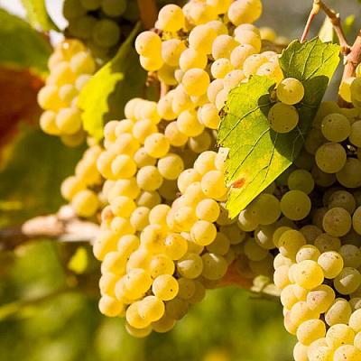 Виноград ШАРДОНЕ в Таразе