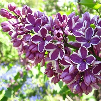 Сирень СЕНСАЦИЯ (привитая) в Таразе