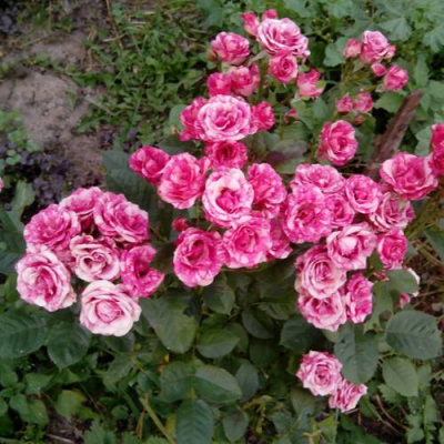 Роза ФЛЕШ ДАНС спрей в Таразе