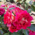 Роза БРЕРА флорибунда в Таразе