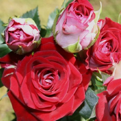 Роза РУБИ СТАР спрей в Таразе