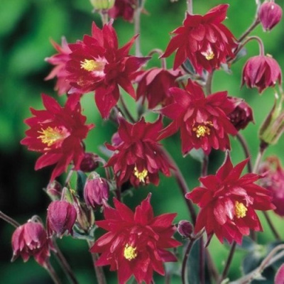 Аквилегия РУБИ ПОРТ обыкновенная в Таразе