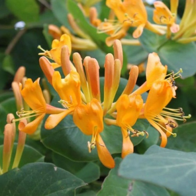 Жимолость ТЕЛЬМАНА в Таразе