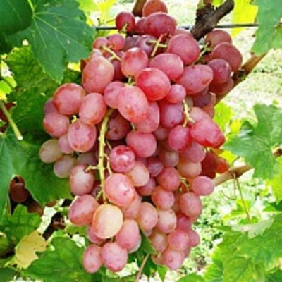 Виноград ЛИВИЯ в Таразе