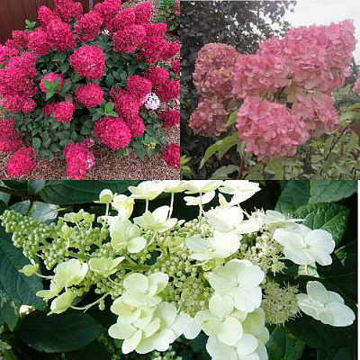 Комплект САД ЭМОЦИЙ в Таразе