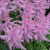 Астильба ГИАЦИНТ Арендса в Таразе