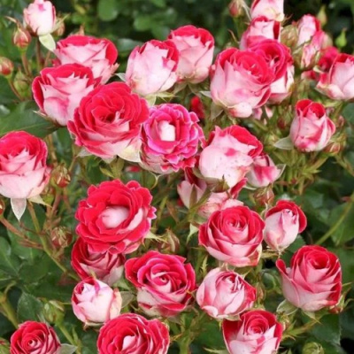 Роза ШОНЕ КОБЛЕНЦЕРИН флорибунда в Таразе