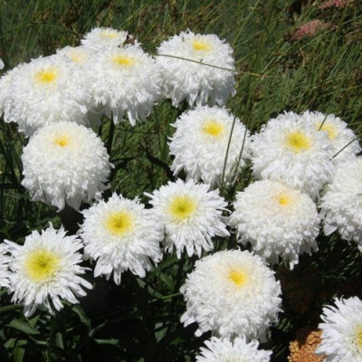 Нивяник ФИОНА ГОГХИЛЛ великолепный в Таразе