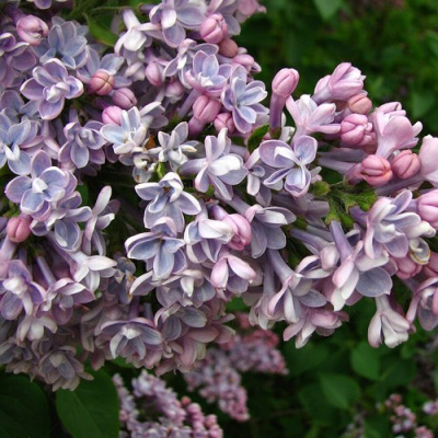 Сирень КОНДОРСЕ в Таразе