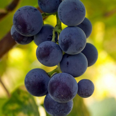 Виноград МАРС в Таразе