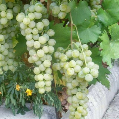 Виноград МУСКАТ ГОЛОДРЫГИ в Таразе