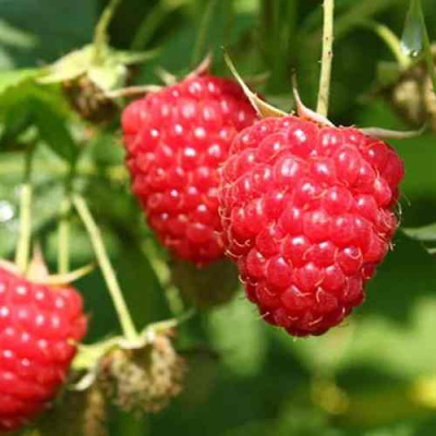 Малина БАЛЬЗАМ в Таразе