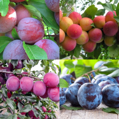 Комплект СЛИВОВЫЙ САД в Таразе