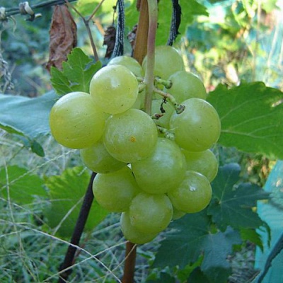 Виноград БАРС в Таразе