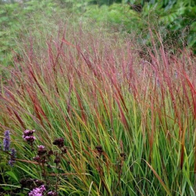 Просо РЕБРАУН прутьевидное в Таразе