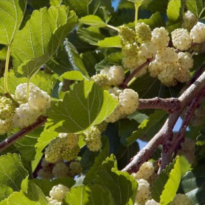 Шелковица БЕЛАЯ АЛЬБА в Таразе